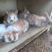 Lapins béliers nains #0