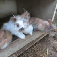 Lapins béliers nains #3