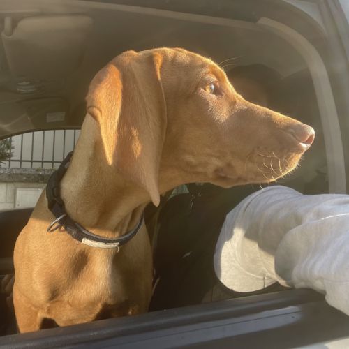 Vizsla mâle à poil court est disponible #3