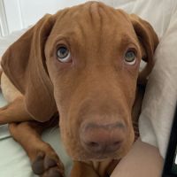 Vizsla mâle à poil court est disponible #0