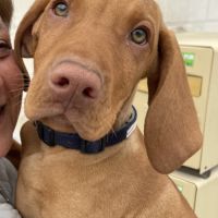 Vizsla mâle à poil court est disponible #2