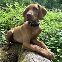Vizsla mâle à poil court est disponible #4
