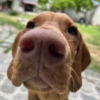 Vizsla mâle à poil court est disponible #5