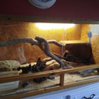 Terrarium+ habitant #0