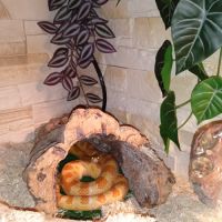 Terrarium+ habitant #2