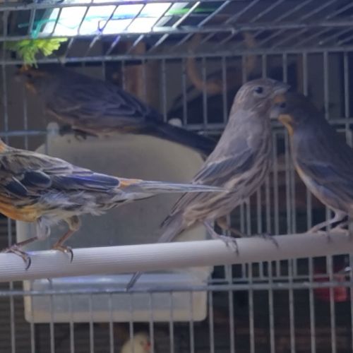 Roselins du mexique couple 2024 #3