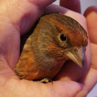 Roselins du mexique couple 2024 #1