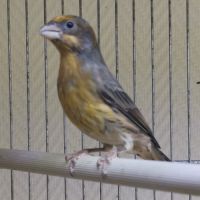 Roselins du mexique couple 2024 #0