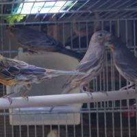 Roselins du mexique couple 2024 #3