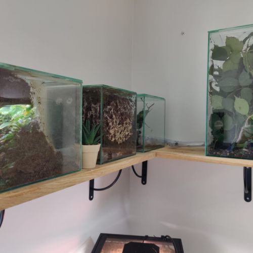 Acromyrmex avec set up complet #1