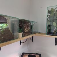 Acromyrmex avec set up complet #1