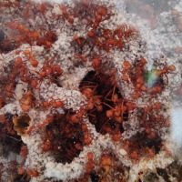 Acromyrmex avec set up complet #0