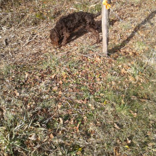 Vends jeune mâle de race chien d'oysel allemand #1