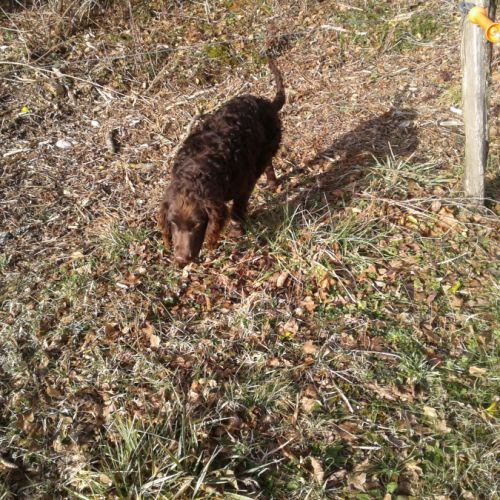 Vends jeune mâle de race chien d'oysel allemand #2