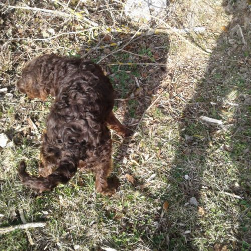 Vends jeune mâle de race chien d'oysel allemand #4