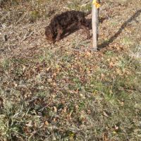 Vends jeune mâle de race chien d'oysel allemand #1