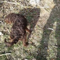 Vends jeune mâle de race chien d'oysel allemand #4