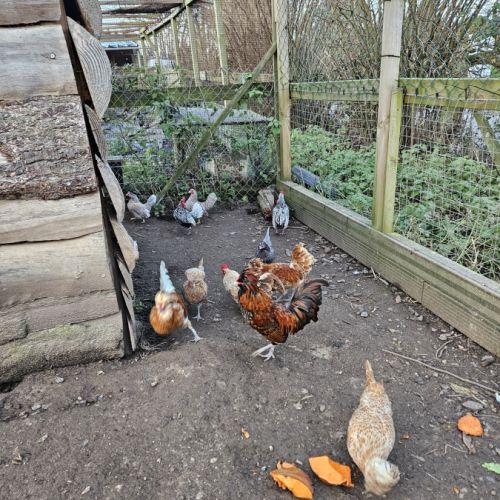 Poules/coq padoue et babet #3