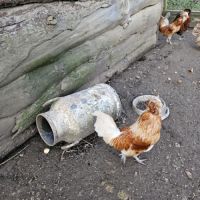 Poules/coq padoue et babet #1