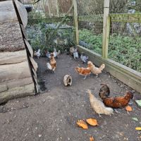 Poules/coq padoue et babet #0