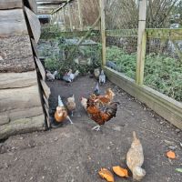 Poules/coq padoue et babet #3