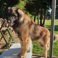 Chiots de leonberg à réserver #2