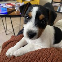 Chiots poils lisses parents lof (papa champion) #1