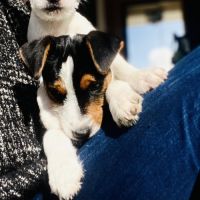 Chiots poils lisses parents lof (papa champion)