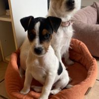 Chiots poils lisses parents lof (papa champion) #3