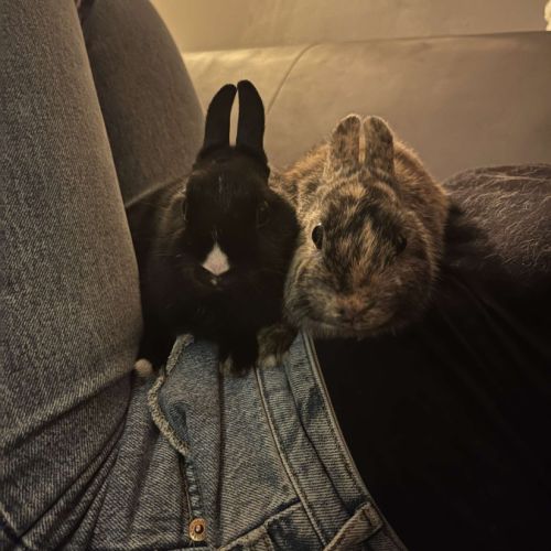 Lapin nain femelle #2