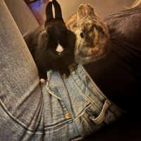 Lapin nain femelle #0