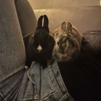 Lapin nain femelle #2