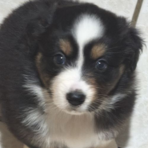 Magnifique berger australien lof #3