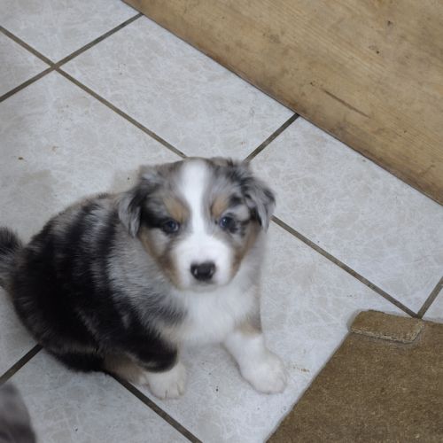 Magnifique berger australien lof #4