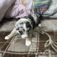 Magnifique berger australien lof