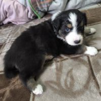 Magnifique berger australien lof #2