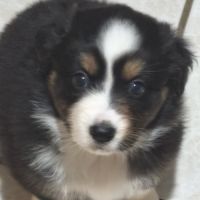 Magnifique berger australien lof #3