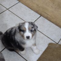 Magnifique berger australien lof #4