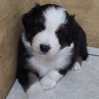 Magnifique berger australien lof #5