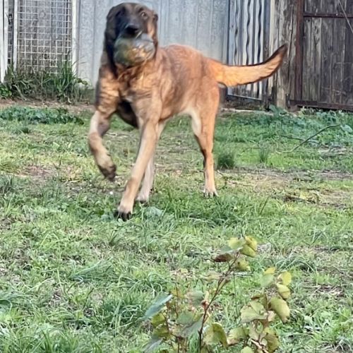 Chiots berger belge malinois #2