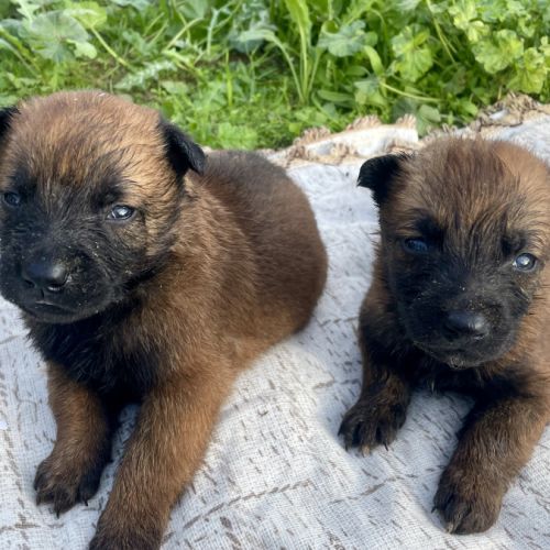 Chiots berger belge malinois #4
