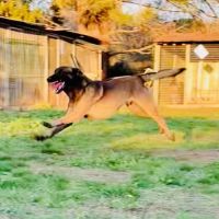 Chiots berger belge malinois #1