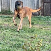 Chiots berger belge malinois #2