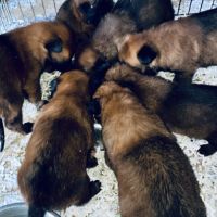 Chiots berger belge malinois #3