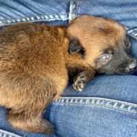 Chiots berger belge malinois #5