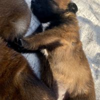 Chiots berger belge malinois #7