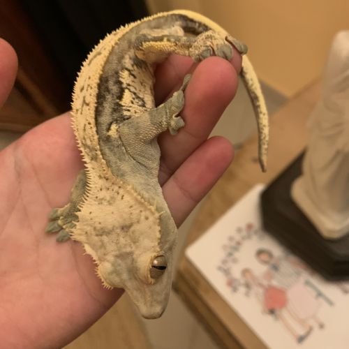 Gecko à crête de 4 ans avec son environnement #3