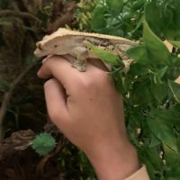 Gecko à crête de 4 ans avec son environnement #2