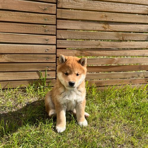 Naissance de 3 magnifiques chiots shiba #0