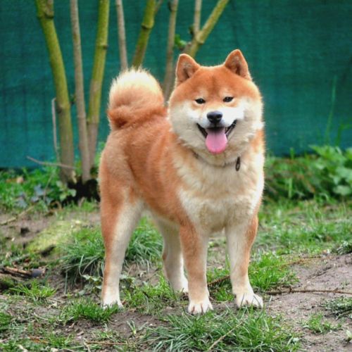 Naissance de 3 magnifiques chiots shiba #4